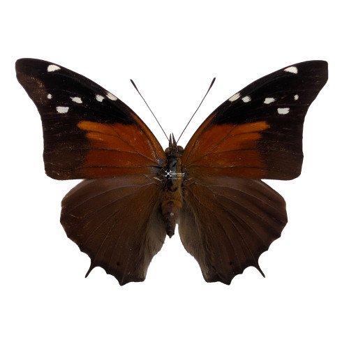 HISTORIS ACHERONTA The tailed cecropian